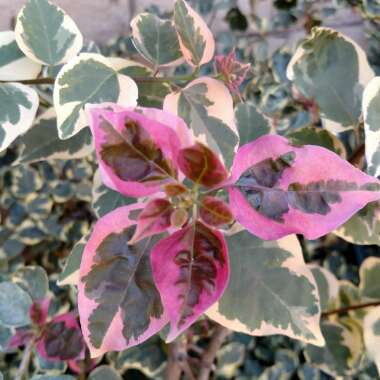 Bougainvillea 'Raspberry Ice'