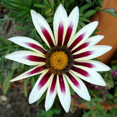 Gazania 'Rose Stripe'