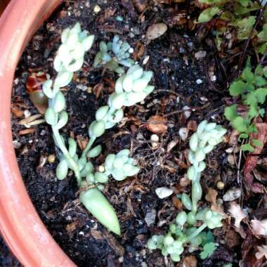 Sedum Morganianum