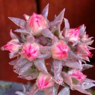 Echeveria Decora