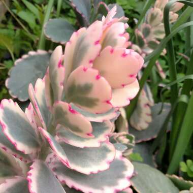 Kalanchoe fedtschenkoi 'Variegata'