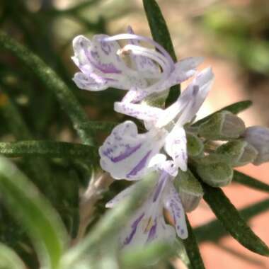 Salvia rosmarinus  syn. Rosmarinus officinalis