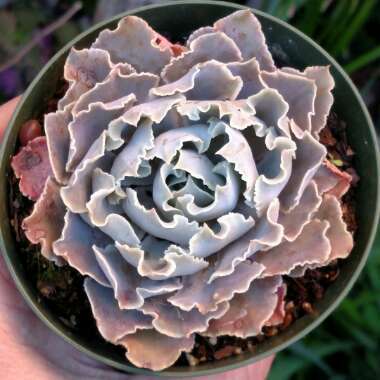 Echeveria Shaviana