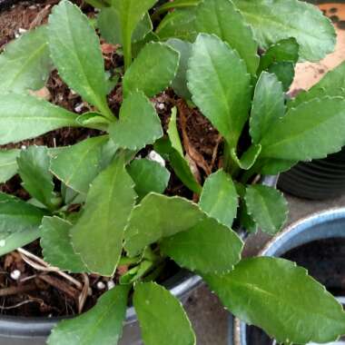 Leucanthemum