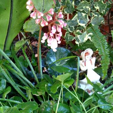 Begonia x erythrophylla