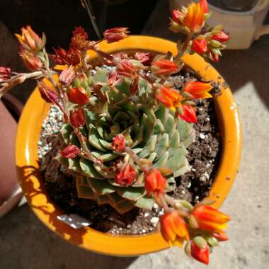 Echeveria Chihuahuaensis