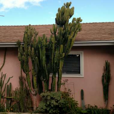 Euphorbia candelabrum