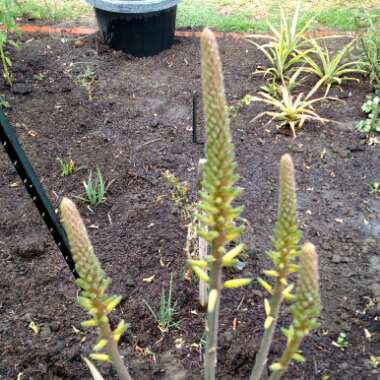 Aloe 'Blue Elf'