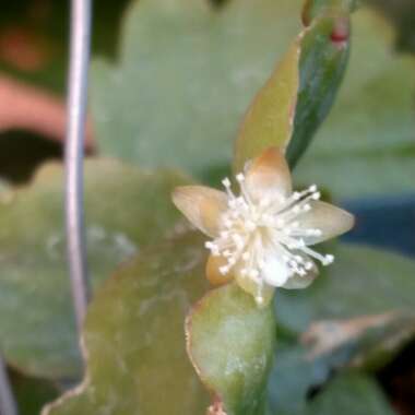 Epiphyllum guatemalense monstrosa