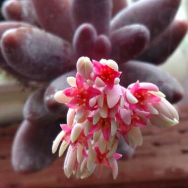 x Pachysedum 'Ganzhou'