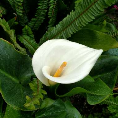 Zantedeschia 'White Giant'