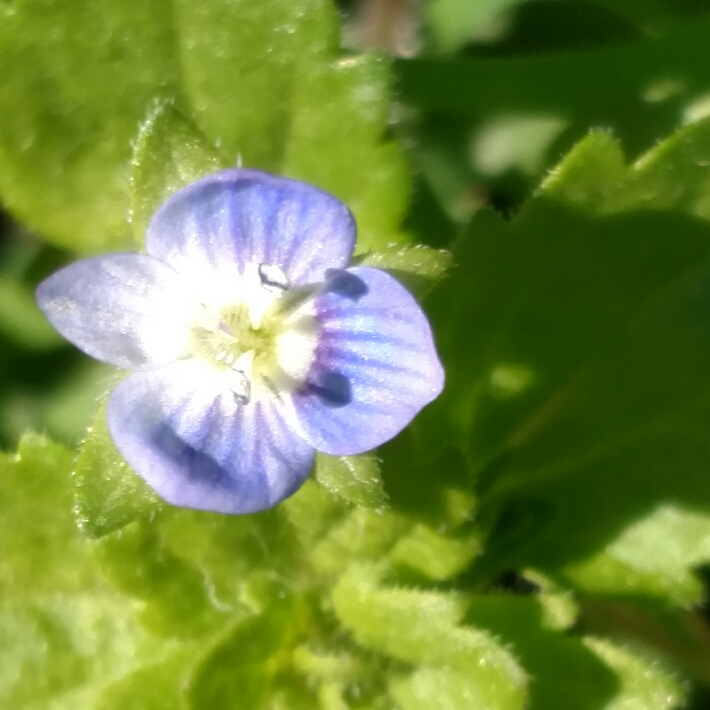 Plant image Veronica persica