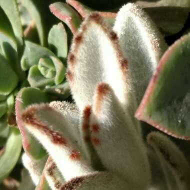 Kalanchoe tomentosa