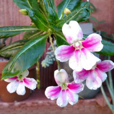 Impatiens sodenii 'La Vida Rosa'