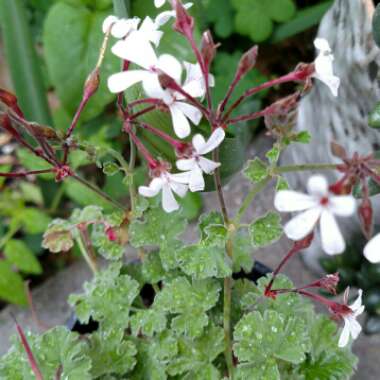 Pelargonium x fragrans 'Nutmeg'