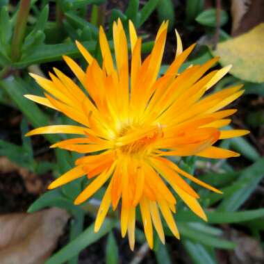 Mesembryanthemum spectabile syn. Lampranthus spectabilis 'Orange'