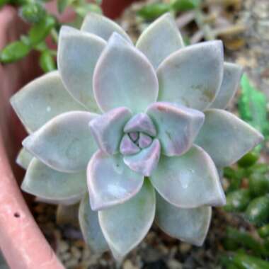 Graptopetalum Paraguayense subsp. Paraguayense