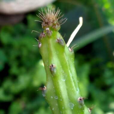 Selenicereus pteranthus