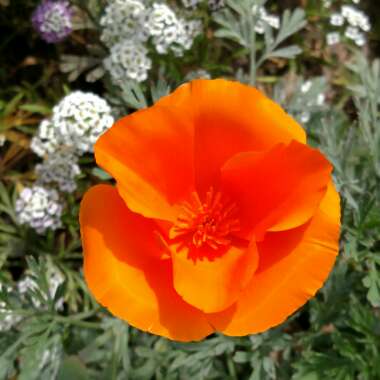 Eschscholzia californica 'Golden West'