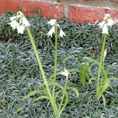 Allium canadense