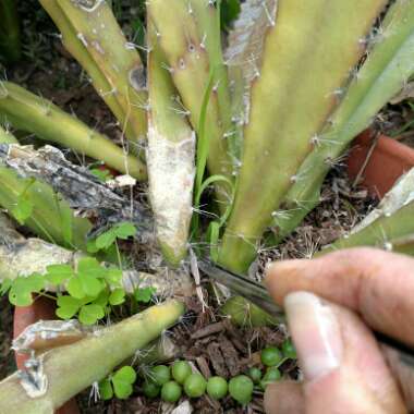 Epiphyllum