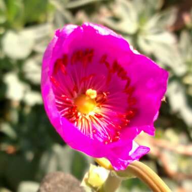 Calandrinia grandiflora