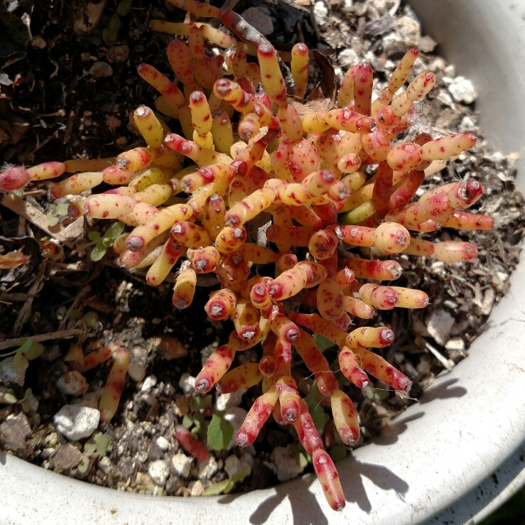 Plant image Rhipsalis cereuscula Haw syn.  Erythrorhipsalis cereuscula (Haw.)  ;  Volgin  ;  Hariota cereuscula Kuntze