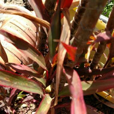 Dracaena marginata 'Tricolour'