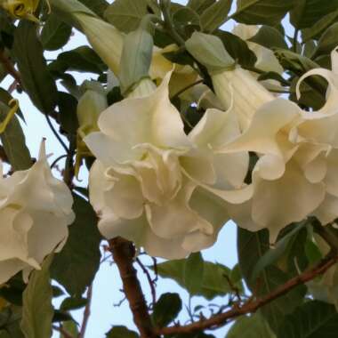 Brugmansia x candida 'Double White'