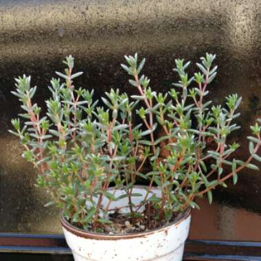 Crassula Biplanata syn. Creusa biplanata, Crassula punctulata, Crassula kuhnii