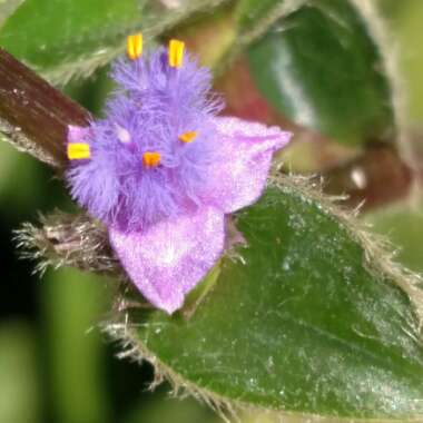 Cyanotis somaliensis syn. Tradescantia somaliensis