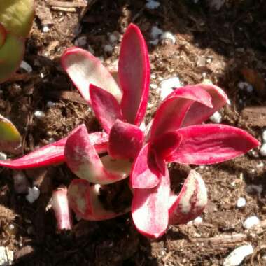 Crassula Rubricaulis Variegated