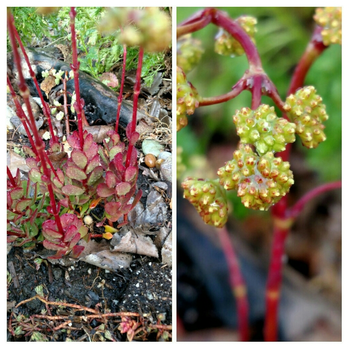 Plant image Crassula pubescens subsp. radicans 'Red Carpet'