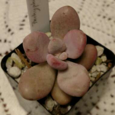 Pachyphytum oviferum