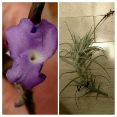 Tillandsia paleacea