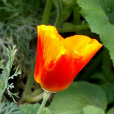 Eschscholzia californica