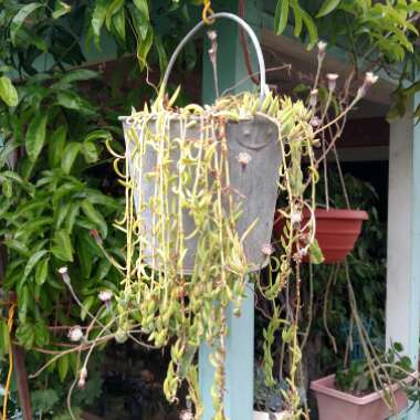 Senecio radicans