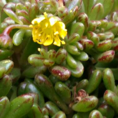 Aeonium Sedifolium