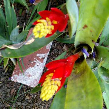 Aechmea nudicaulis