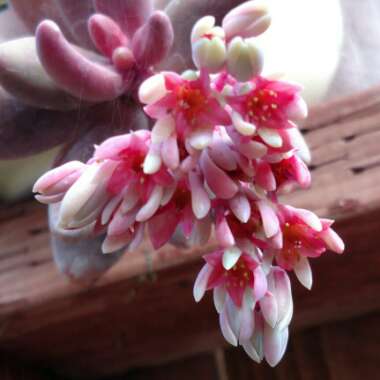 x Pachysedum 'Ganzhou'