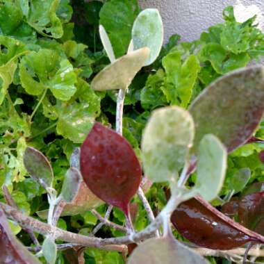 Kalanchoe Bracteata