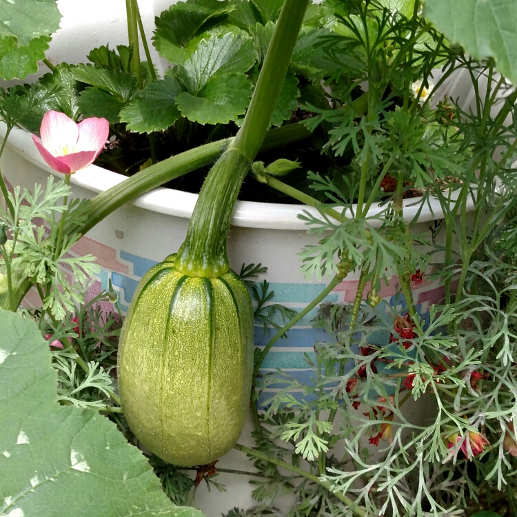 Plant image Cucurbita