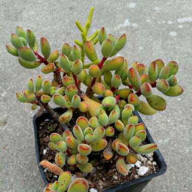 Crassula rogersii