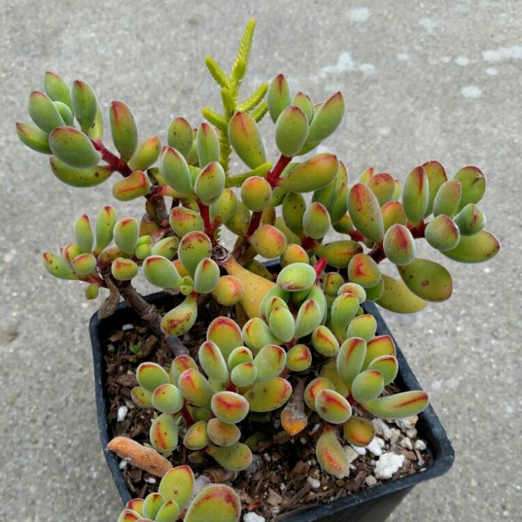 Plant image Crassula rogersii