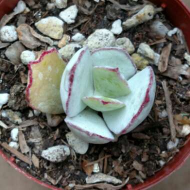 Cotyledon Papillaris