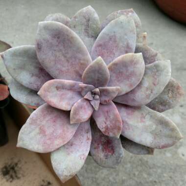 Graptopetalum Superbum