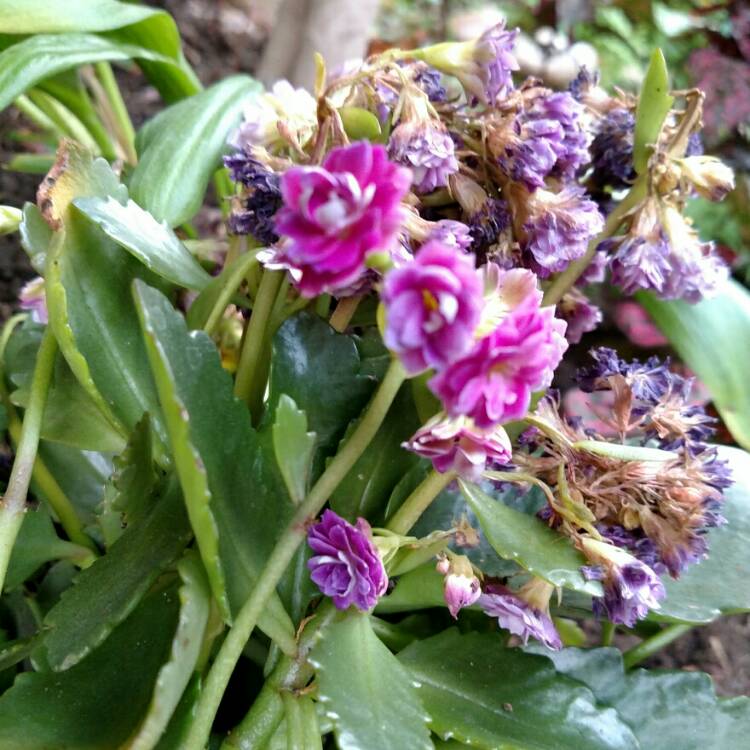 Plant image Kalanchoe Laciniata