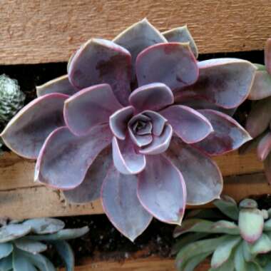 Echeveria Perle Von Nurnberg