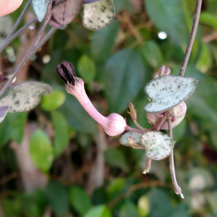 Plant image Ceropegia linearis subsp. Woodii