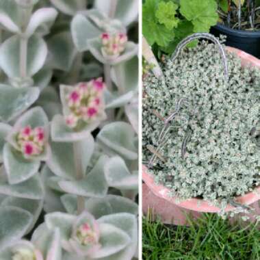 Sedum 'Sunsparkler Lime Twister'